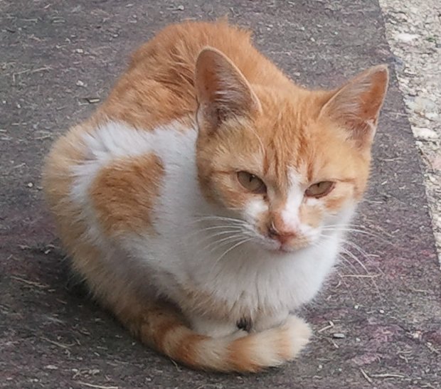 neko1